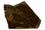 Iridescent Ammolite (Fossil Ammonite Shell) - Alberta, Canada #156810-1